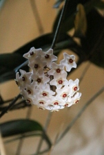 Hoya - Wachsblume in der Küche